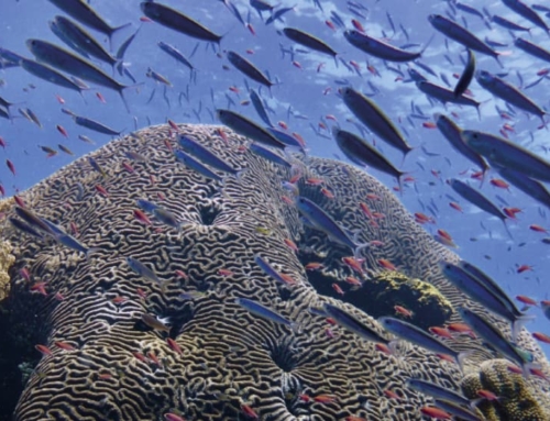 Le Conservatoire Mondial du Corail : une « Arche de Noé » pour les coraux !