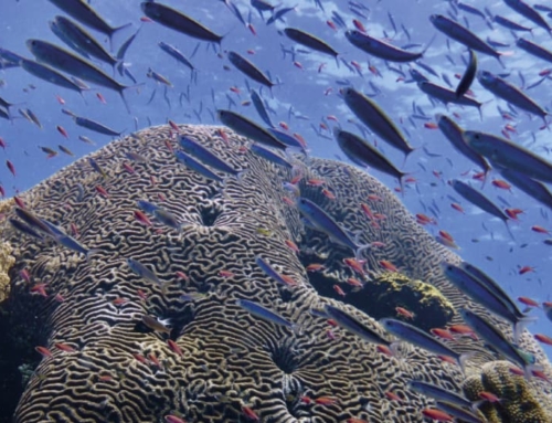 The World Coral Conservatory : Offering New Hope for Coral