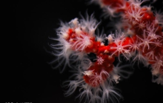 Le corail rouge, l'or rouge de Méditerranée