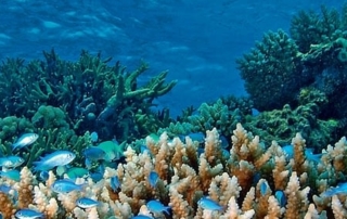 Corail, un trésor à préserver aux éditions Glénat